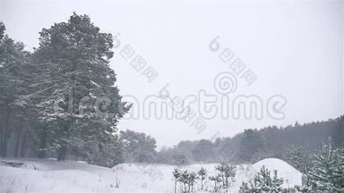 暴风雪，树林，暴风雪，冬天，圣诞树和自然松林景观